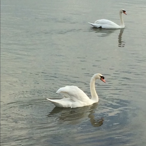 Meet your Posher, Celida - Picture 1 of 1